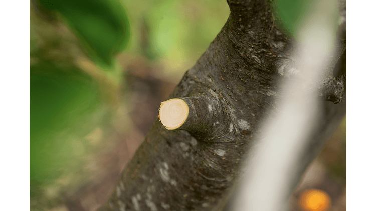 Bosch DIY | Advancedprune Pruning 18V-45