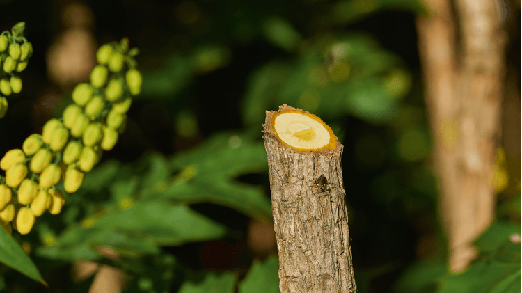 Bosch DIY | Easyprune Pruning